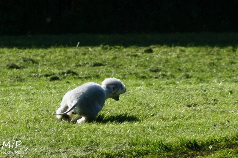 2010-10-03 Coursing-Training GE (16).jpg